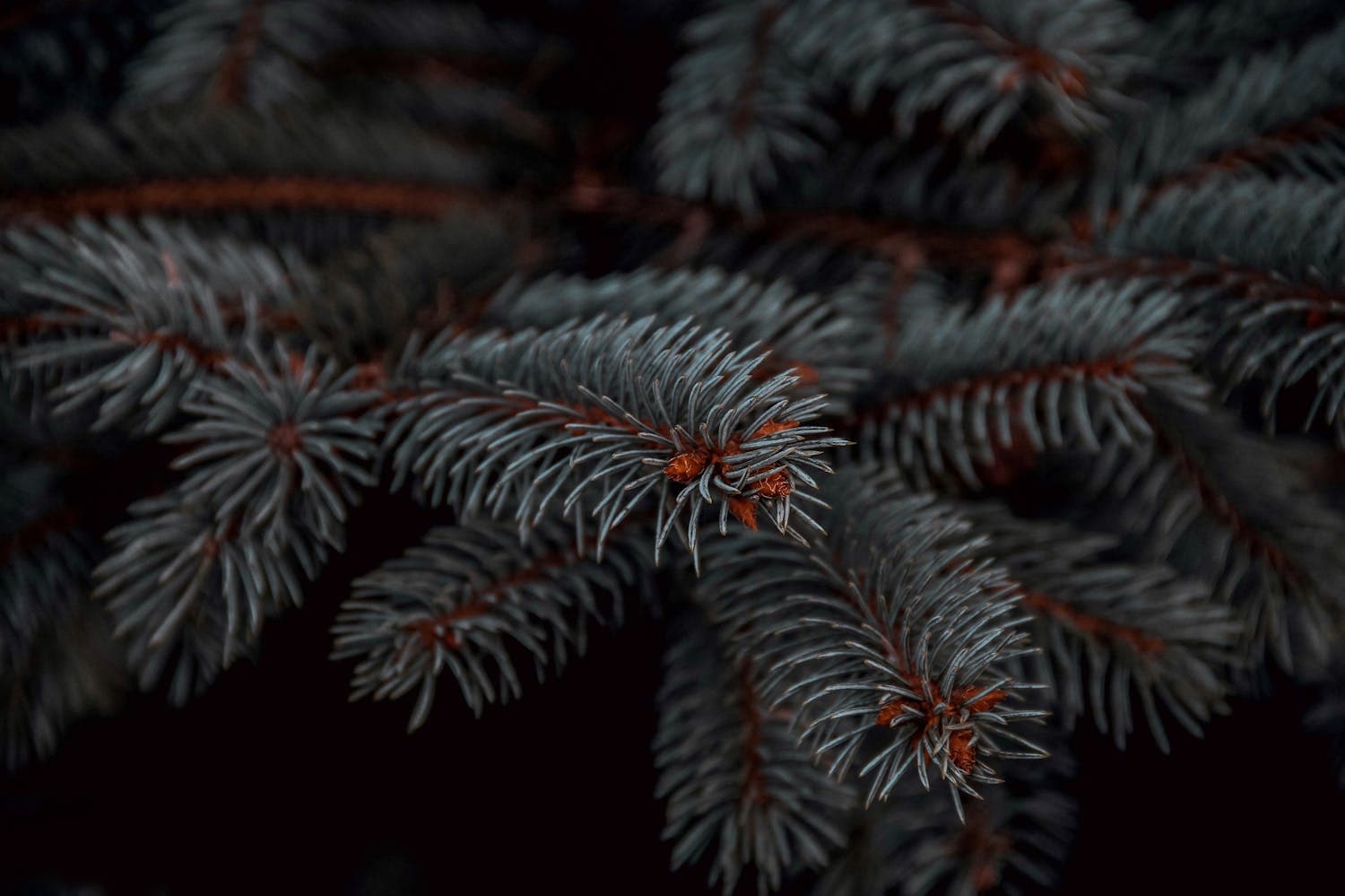 An extreme close-up of blue spruce needles, showing the stiff blue-green texture and radial arrangement that distinguishes spruce species from the soft flat sprays of Fraser, Noble, Balsam, and Douglas firs