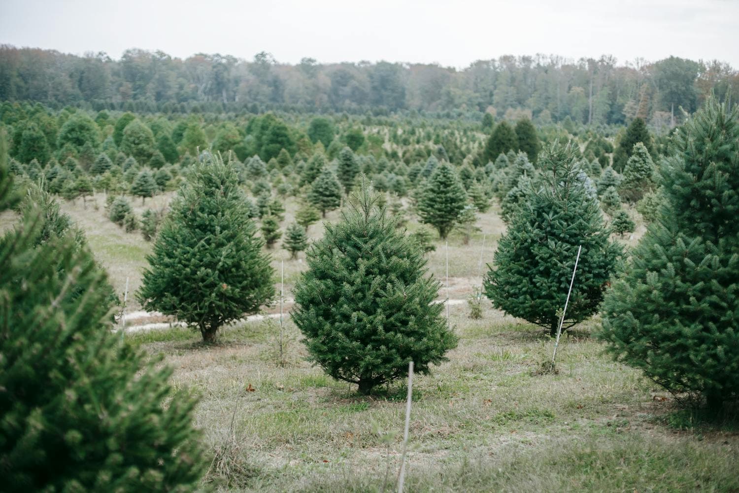 Long parallel rows of fir trees growing in a Christmas tree farm field, all roughly 6 to 8 feet tall, ready for the late-November cutting season