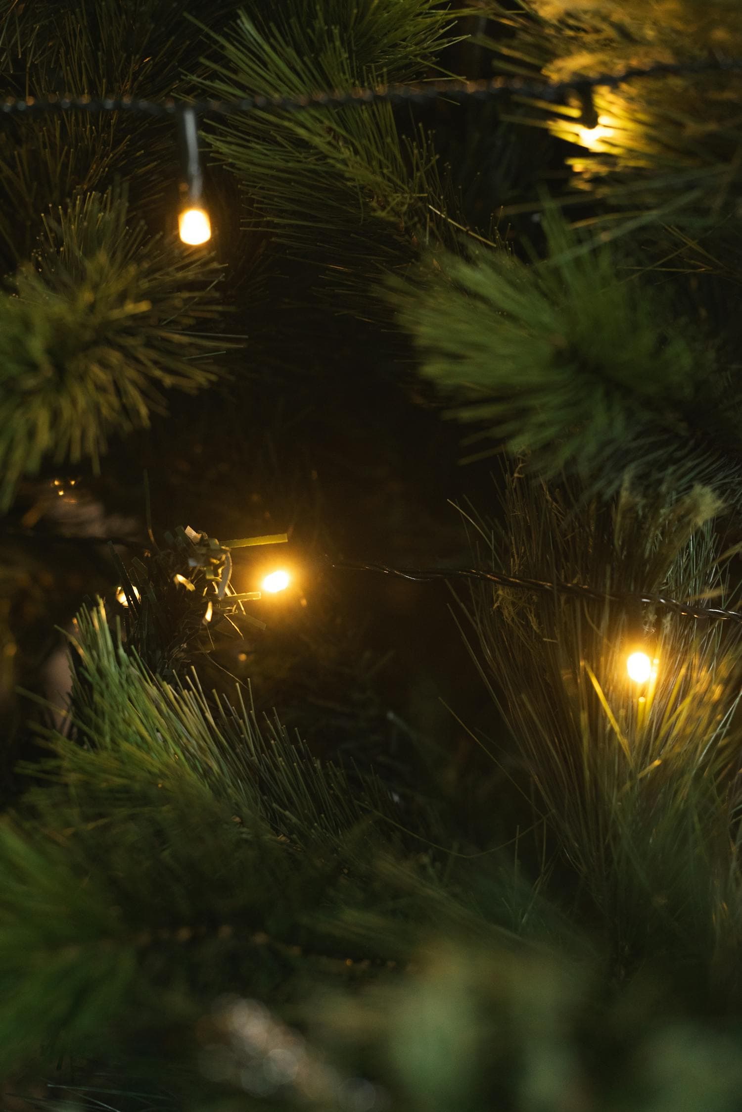 A close-up of warm-white string lights glowing softly against a snow-dusted pine bough at night, the kind of warm color temperature (2700K-3000K) that flatters the horizontal silhouette of a ranch home