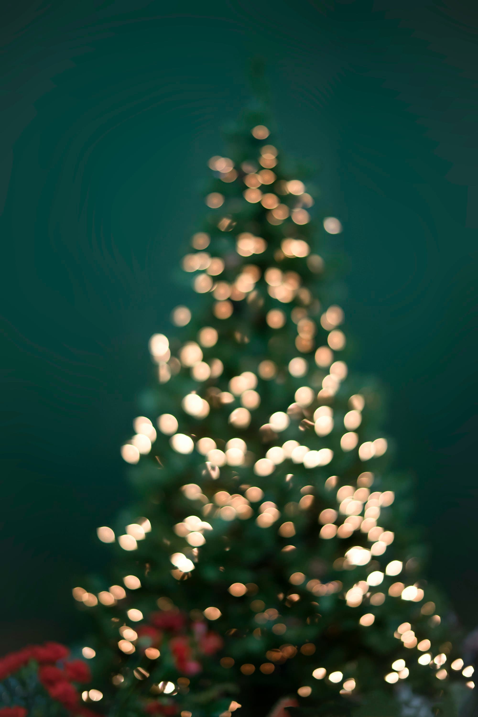 A Christmas tree photographed in soft bokeh focus, warm white string lights glowing across the branches against a deep green background, with red flowers visible at the base of the tree