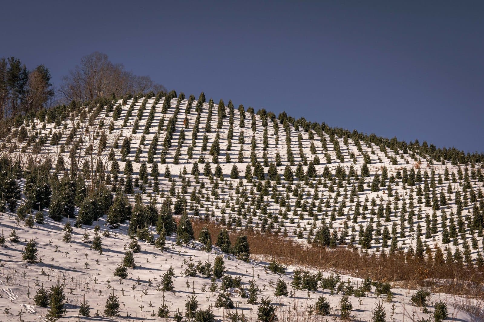 Rows of Fraser fir Christmas trees on a snowy hillside tree farm under a blue sky