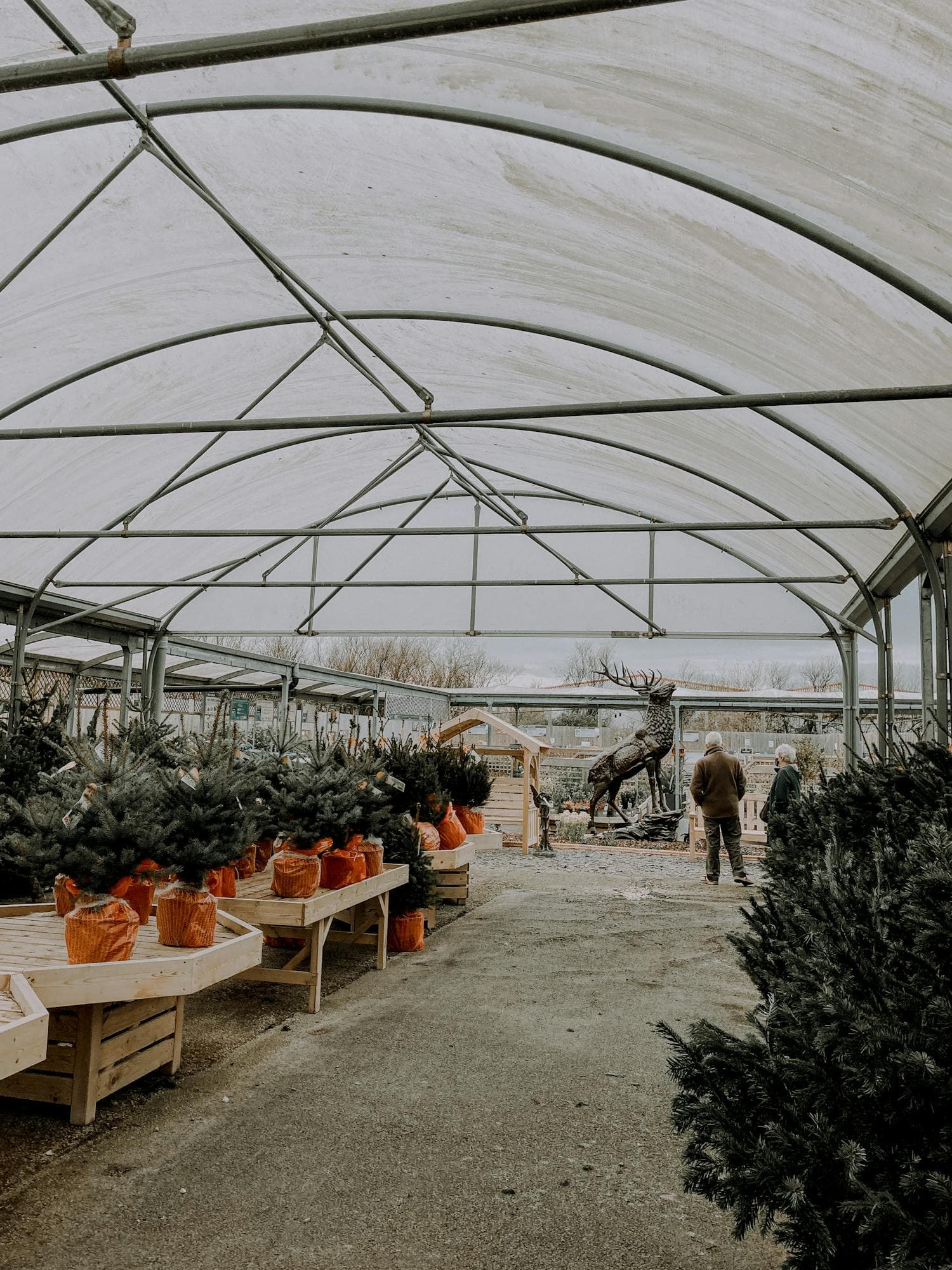 A festive Christmas tree market inside a greenhouse with rows of fresh-cut firs and pines on display, soft warm overhead lighting, decorative deer figures placed among the trees, ready for holiday shoppers to choose from