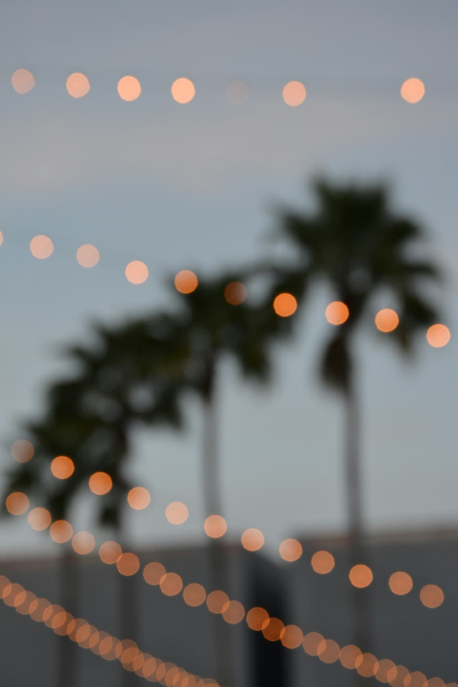 Palm tree silhouettes against a twilight sky framed by warm-white festoon lights in soft bokeh, evoking a warm-climate Christmas evening